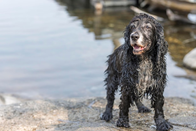 Foto cane bagnato sulla riva del fiume