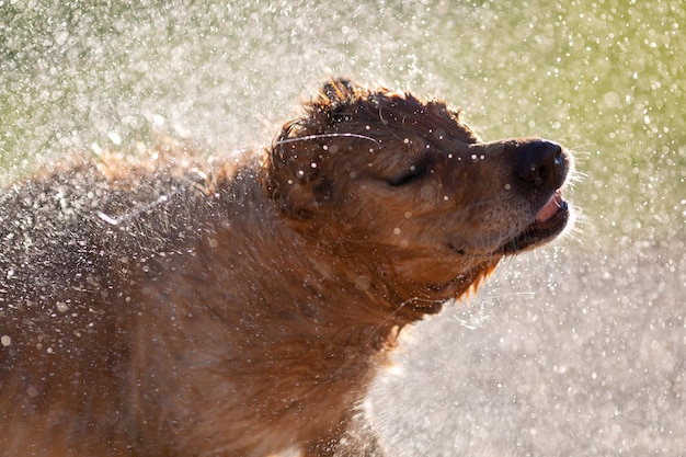 Wet dog shaking off the water after swimming