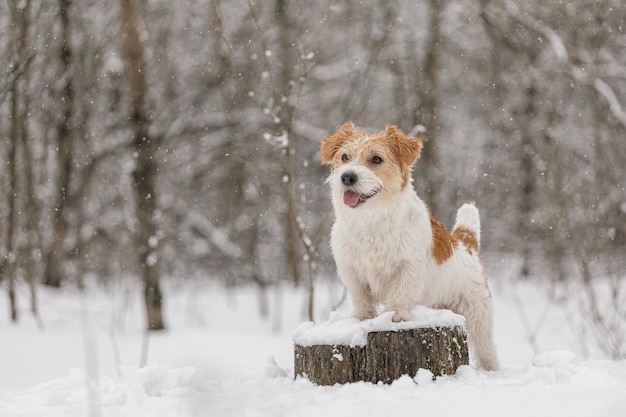 젖은 개는 겨울에 숲에 서 있다 Wirehaired Jack Russell Terrier는 산책을 위해 공원에 있다 눈이 동물의 새해 개념의 배경에 떨어지고 있다