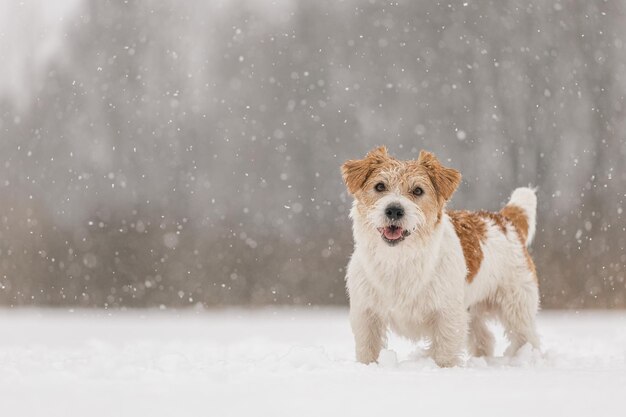 Wet dog stands in the forest in winter wirehaired jack russell terrier in the park for a walk snow is falling against the background of the animal new year concept