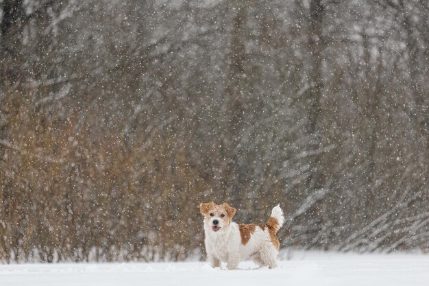 Wet dog stands in the forest in winter Wirehaired Jack Russell Terrier in the park for a walk Snow is falling against the background of the animal New Year concept