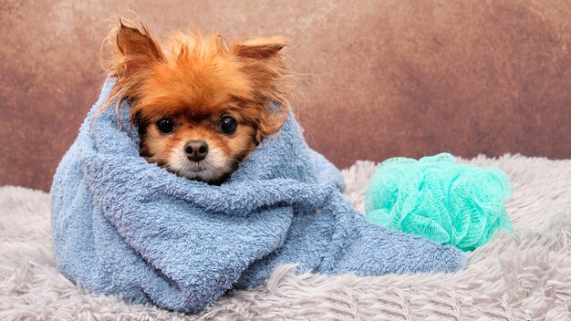 Wet dog in a towel. Spitz washing. Helping animals.