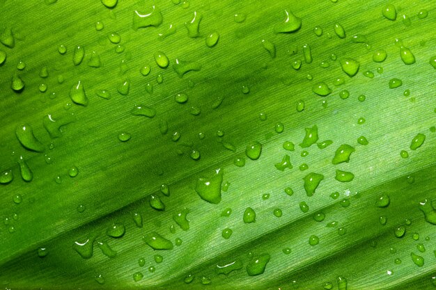 Wet foliage background