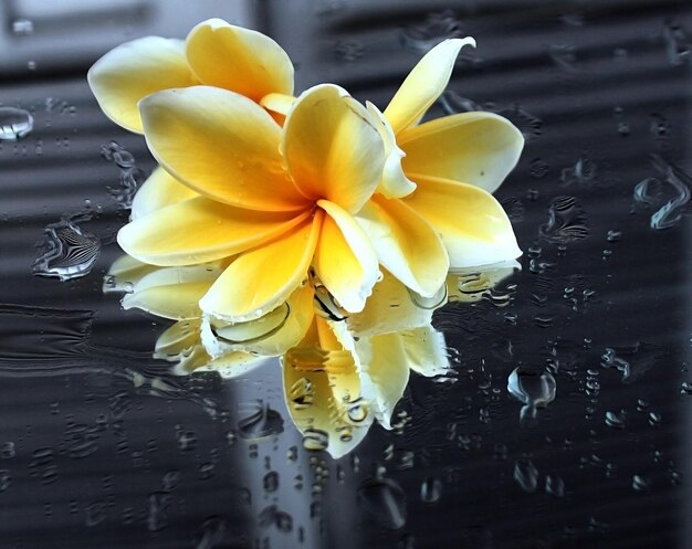 wet frangipani flower on mirror with water drops and wooden door reflection background