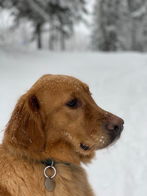 濡れた生姜犬が座って、美しい雪に覆われた森を見回します