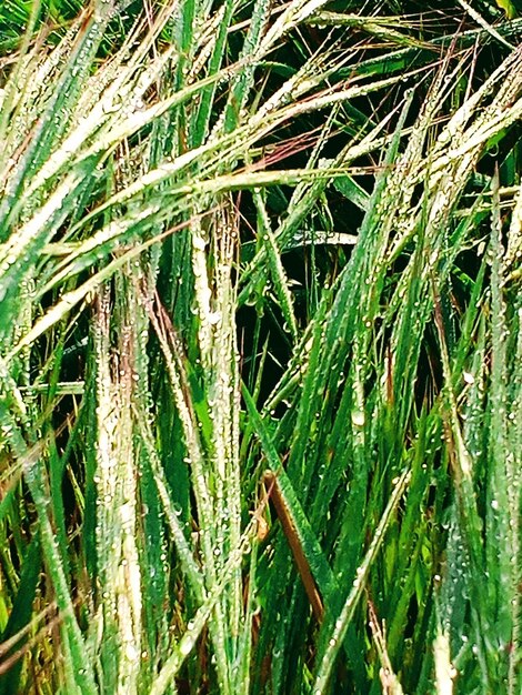 Wet grass at dawn