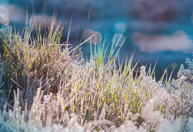 Wet grass in morning meadow