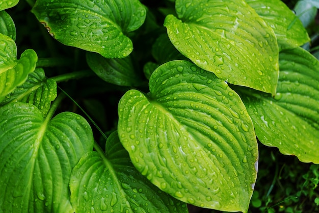 朝の牧草地の湿った草