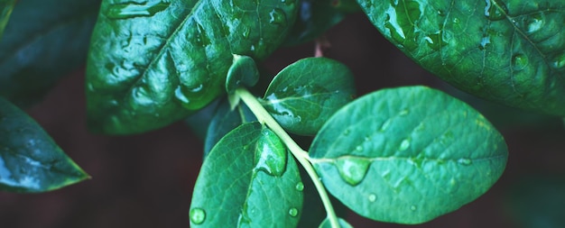 wet green blueberry bushes with a drop of water close up. natural leaves background. banner