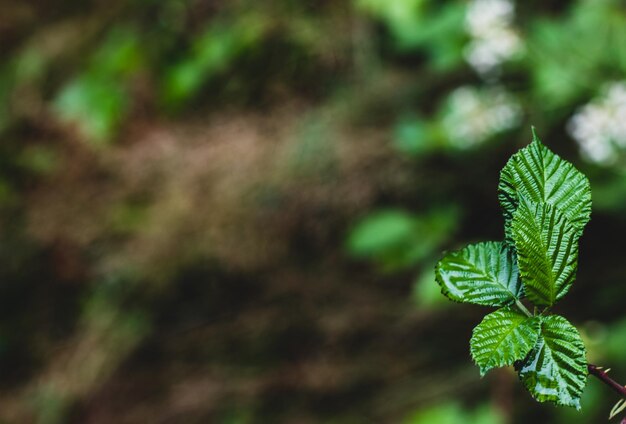 Wet Green forest floor leaves growing with space for text