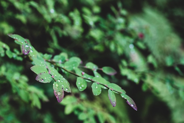 Wet Green forest floor leaves growing