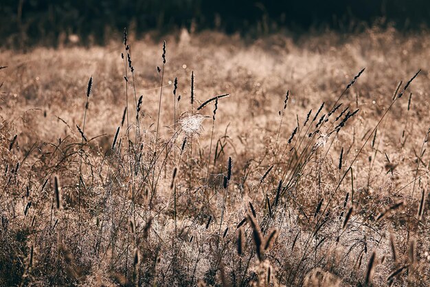 写真 田舎の畑で朝に濡れた緑の草