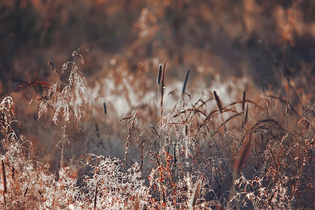 Wet green grass at morning in the rural field