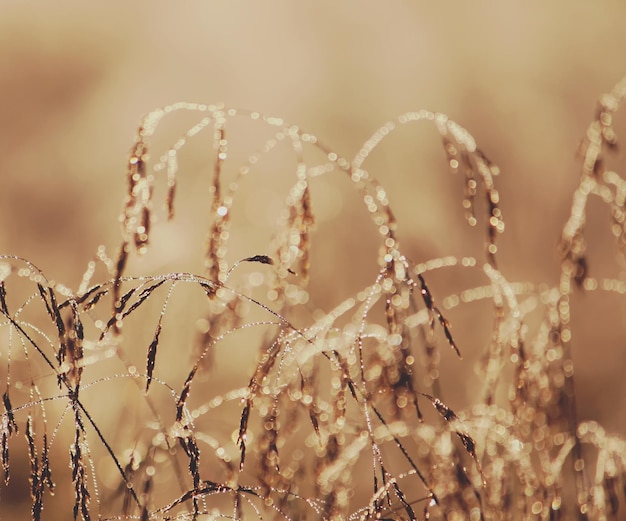 Wet green grass at morning in the rural field