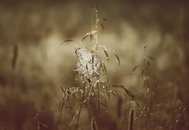 田舎の畑で朝に蜘蛛の巣で濡れた緑の草