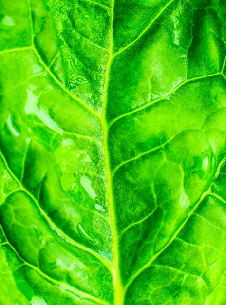 Wet Green leaf close up Fresh leaves texture background Natural eco wallpaper Vegetarian food Vegetable and vitamins products Macro photo