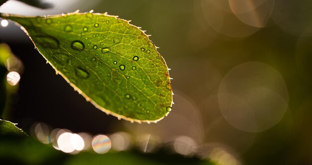 wet green leaf close up