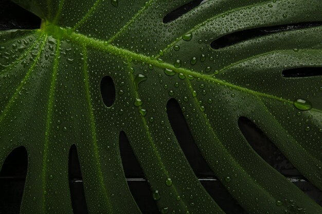 Wet green leaf of monstera plant with drops of water on a black background Macro photography Top view