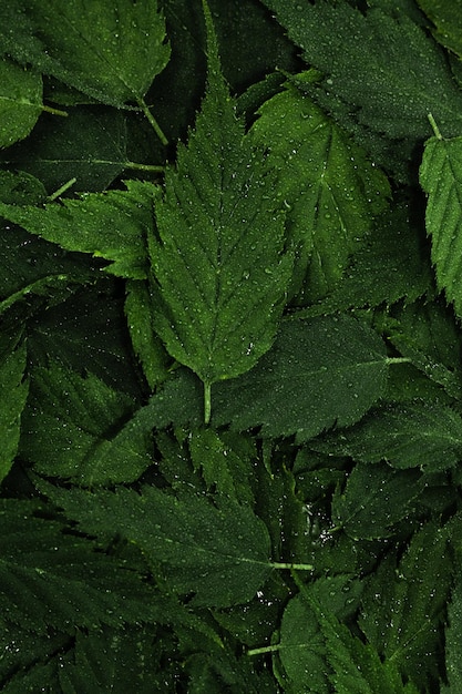 Wet green leaves pattern background with water droplets Fresh plants wallpaper Tropical leaf forest layout for creative design elements Creative layout from leaves Close up flat lay top view