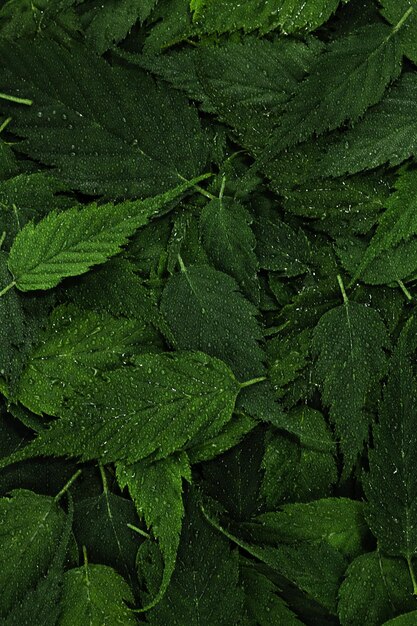 Wet green leaves pattern background with water droplets Fresh plants wallpaper Tropical leaf forest layout for creative design elements Creative layout from leaves Close up flat lay top view