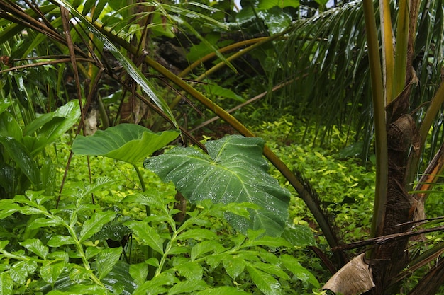 Wet green leaves with yellow shade during monsoon in Kerala