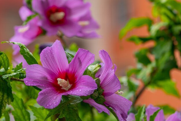 Wet hibiscus flowers after rain