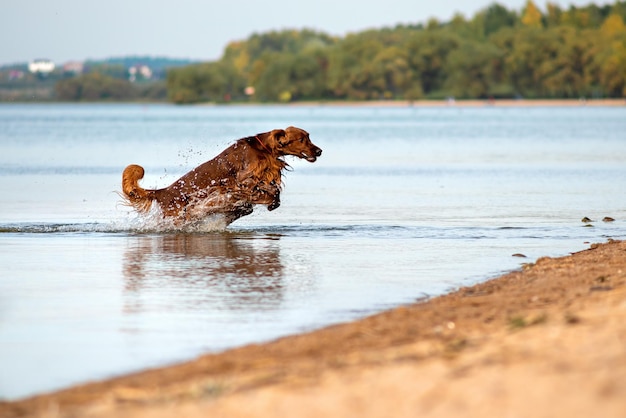 濡れたアイリッシュ セッター犬が速く走り、ビーチの水で遊んで水しぶきでジャンプ