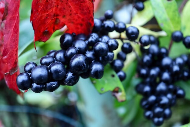 Photo wet juicy and ripe black common privet berries on shrub branch with blurred green leaves on background and bright red wild grape leaves in front