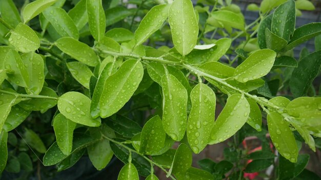 Wet kaffir lime leaves on the tree