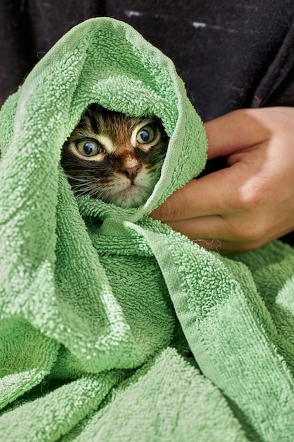 Wet kitten wrapped in warm green towel