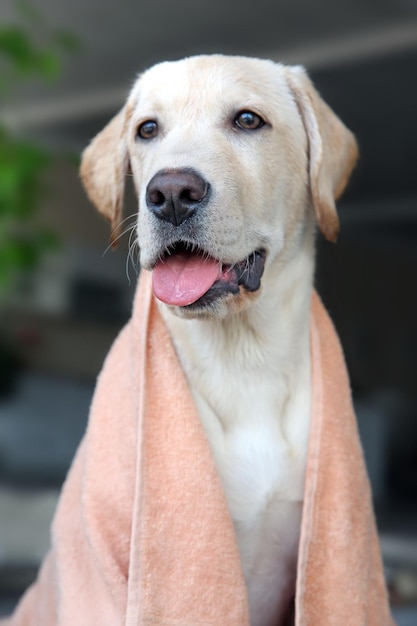 Wet Labrador dog in towel on unfocused background closeup