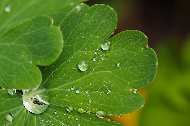 Wet leaf