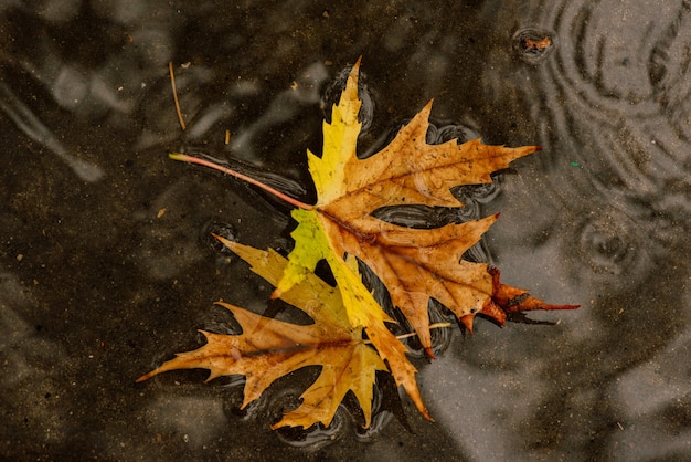 濡れた葉。舗装に紅葉。黄金の秋