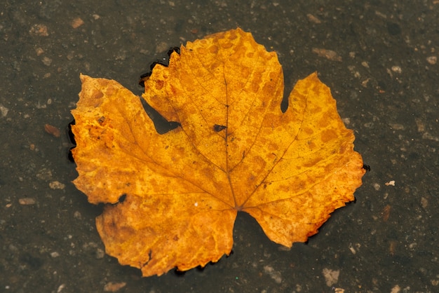 濡れた葉。舗装に紅葉。黄金の秋