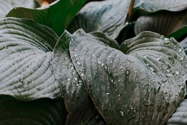 wet leaves of the blue host after the rain 