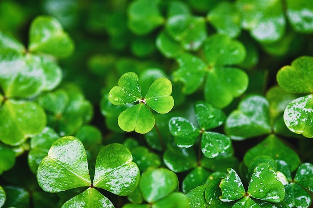 Wet leaves of green clover, spring plants background