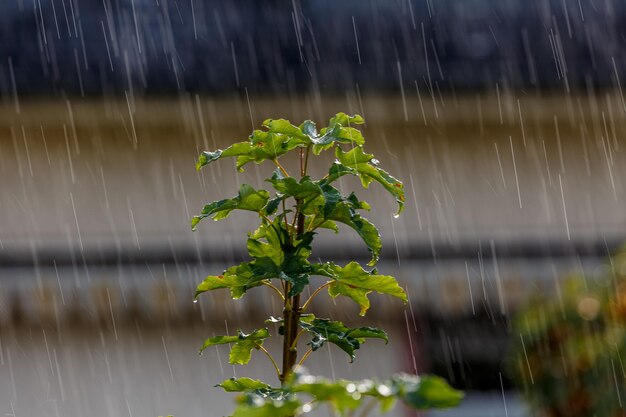 Photo wet leaves under a rain