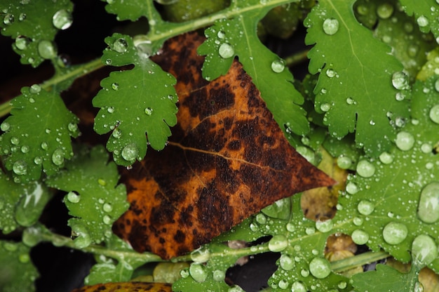 Wet leaves