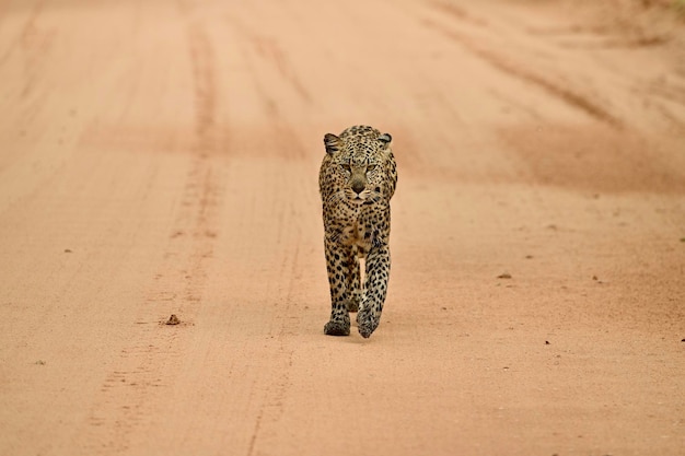 Photo wet leopard