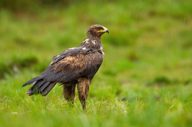 Wet lesser spotted eagle observing in rain from rear view