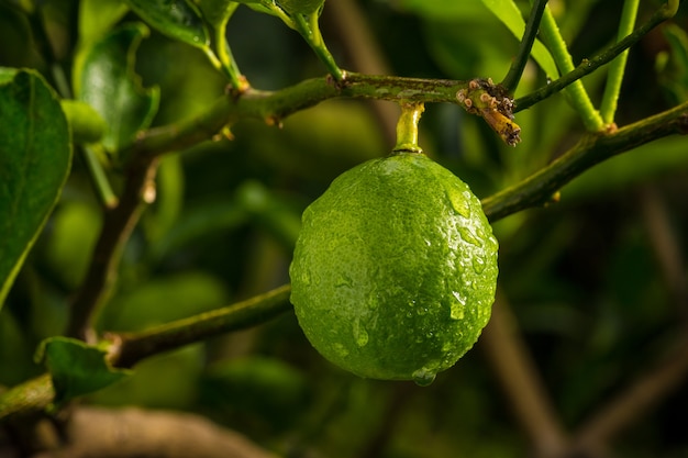 Wet lime fruit on its tree