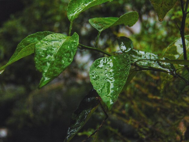 Wet lime leaves