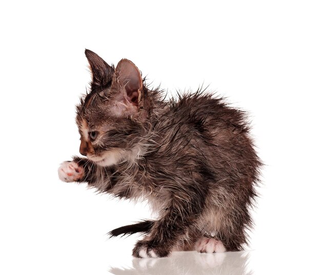 Photo wet little kitten isolated on white background