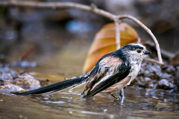 Wet long-tailed tit sitting on a stick