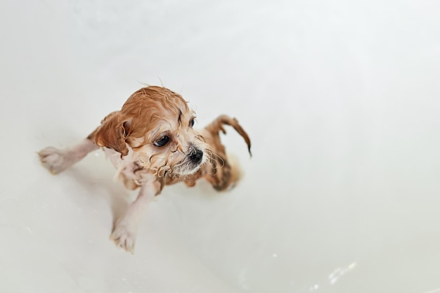 Wet Maltipoo puppy while bathing in the bathroom Closeup selective focus