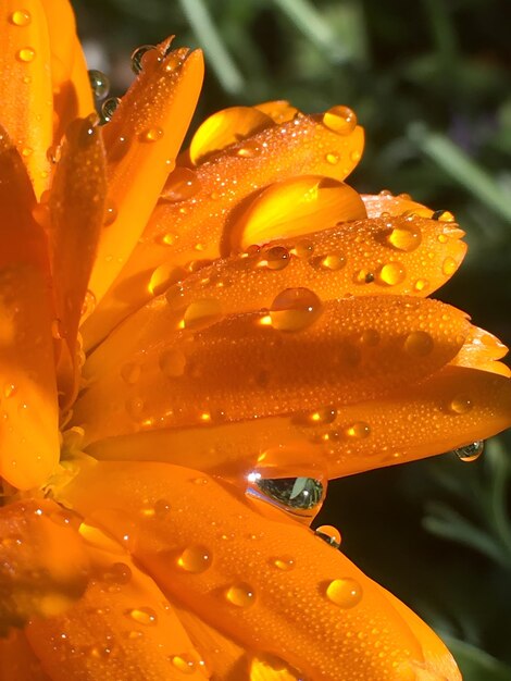 Wet marigold flower