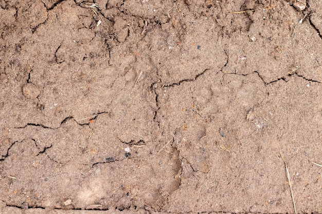 Wet moist ground with cracks and dry twigs