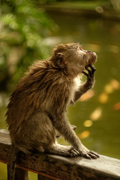 Photo wet monkey monkey forest