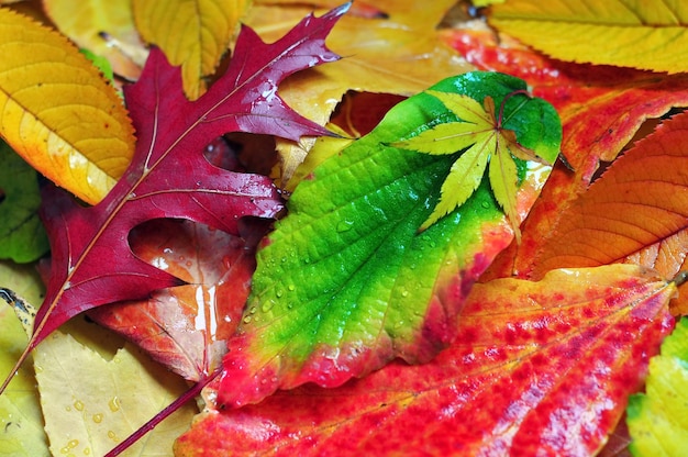 濡れた色とりどりの紅葉背景