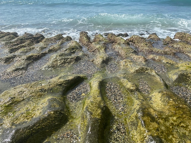 Wet natural stones covered with moss and sea water and vegetation the stones are green in a